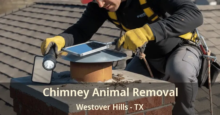 Chimney Animal Removal Westover Hills - TX